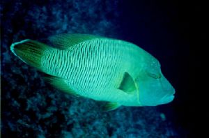 Six foot Napoleon fish or Humphead Wrasse near the San Fr... by Ronnie Hodges 